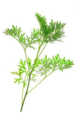 Wermut (Artemisia absinthium)