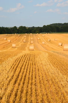 Fahrspuren im Kornfeld