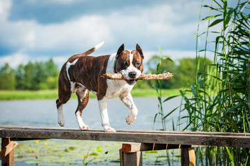 American staffordshire terrier walking on the pier