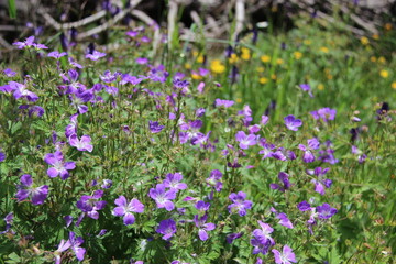 Obraz premium Fleurs de montagne