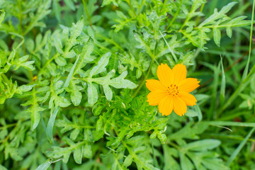 Orange marigold in flowerbed in summer city park.