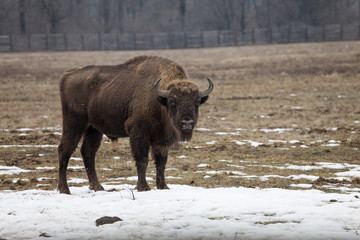 Bison bull looking straight to camera © danmir12