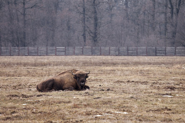 Bison bull looking straight to camera © danmir12