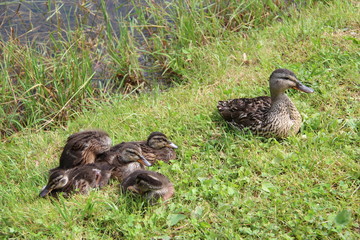 Famille canard