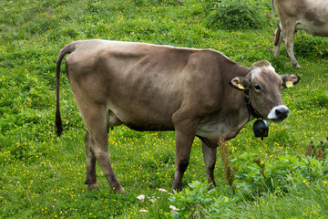 Cows grazing