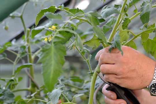 Tomatenpflanze schneiden