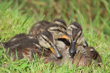 Famille canard