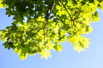 Fototapeta na wymiar Green maple leaves in the sunshine