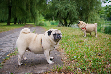 Obraz premium Two little pugs walking outdoors
