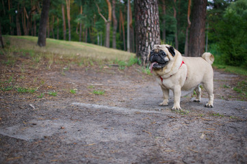 Little Funny Pug Outdoors