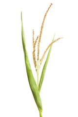 corn plant seeds
