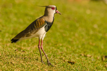 The southern lapwing is a wader in the order Charadriiformes.