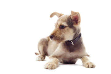 Obraz premium puppy looking away