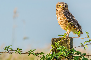 Owl resting on the wooden with plants