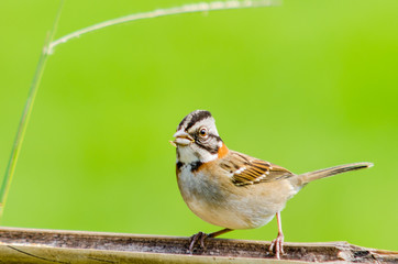 Tico Tico Zonotrichia capensis Little brazilian bird