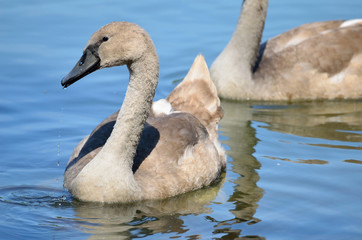jugendlicher Höckerschwan