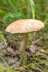 Birch bolete mushroom in the grass