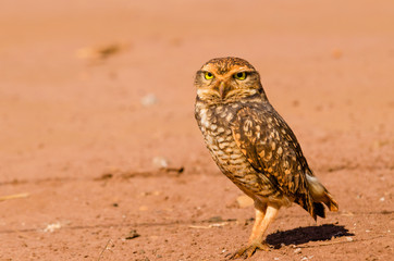 Brown Owl on the desert searching for food