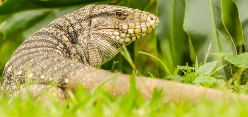 Obraz premium Teiu Tupinambis