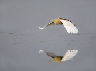 Pond Heron (Ardeola Grayii)