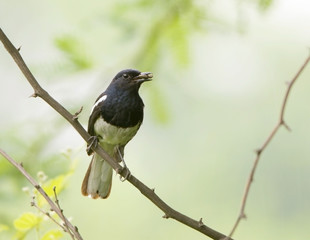 Oriental Magpie Robin (Copsychus Saularis)