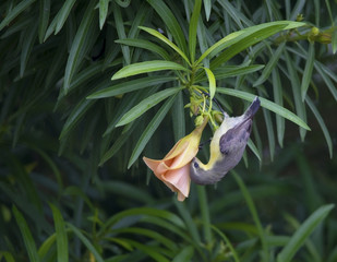 Purple Sunbird (Nectarinia asiatica)