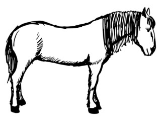 horse