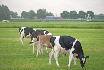 koe