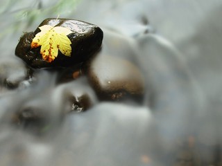 Rotten yellow maple leaf on stone in rapids