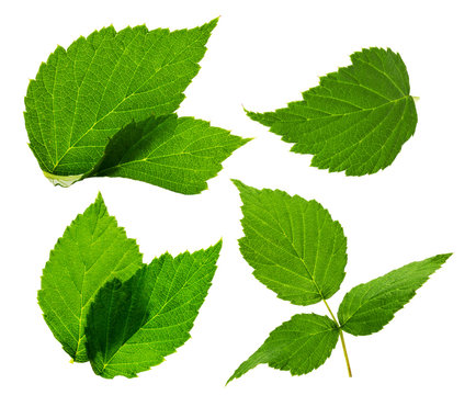 blackberry leaves on the white background