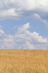 Wheat field and blue sky with clouds