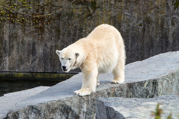 Polar bear