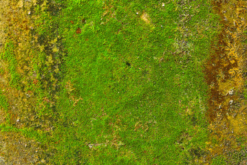 Moss on wall texture background.