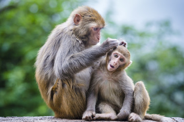 Macaques in Guiyang, China - obrazy, fototapety, plakaty