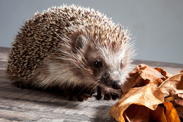 Hedgehog close-up