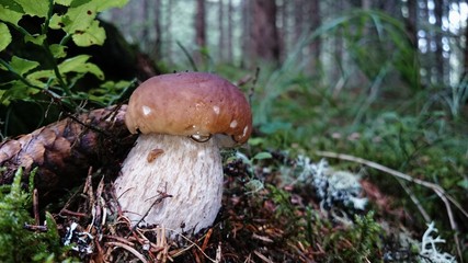 Steinpilz im Hochgebirge