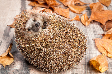 Hedhehog on the back