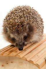 hedgehog on wooden bridge close-up