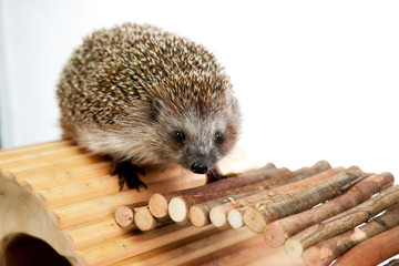 hedgehog on pet house close-up