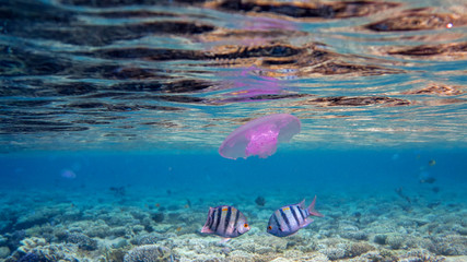 Two Sergeant Fish and a Jellyfish