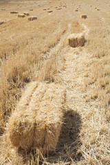 hay
