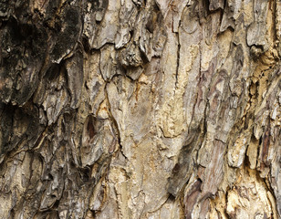 Tree bark texture