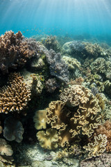 Naklejka na ściany i meble Pacific Reef in Shallows