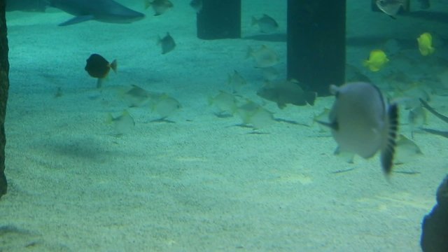 vie sous marine