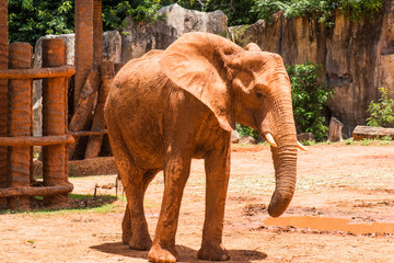 Portrait of African elephant