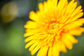 yellow flowers by the side of the road