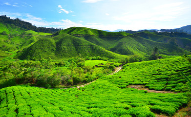Tea Plantation Fields on the Hills - 68508484