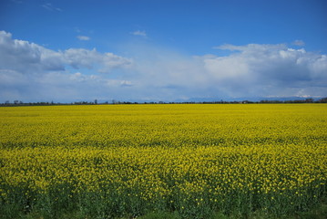 Obraz premium Field of rape