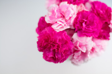 カーネーション