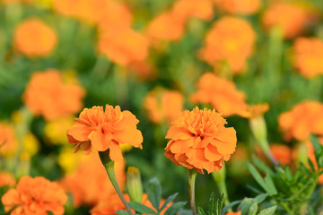 african marigold with vintage filter